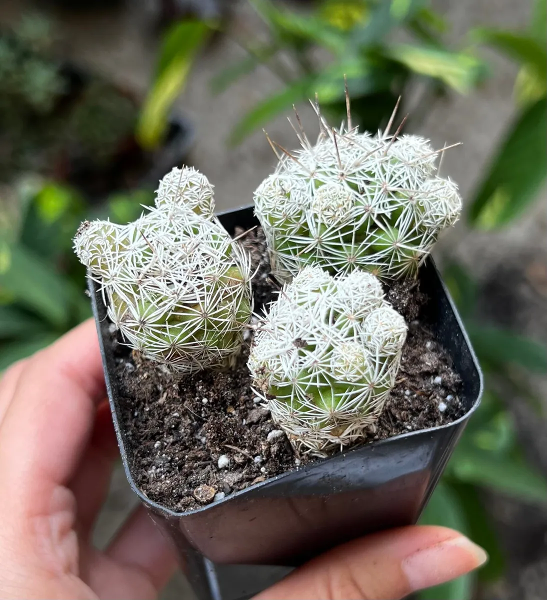 Thimble Cactus Live Plant - Mammillaria Gracilis Fragilis - Small Cactus Cluster - 2 Inch Pot - Indoor - Image 3
