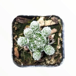 Thimble Cactus Live Plant - Mammillaria gracilis fragilis - Potted Succulent - Image 6