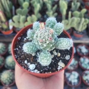 Thimble Cactus Live Plant – Mammillaria Gracilis Fragilis – 4in Pot – Rare Indoor Cactus - Image 1