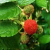 Thimbleberry Live Plant – Rubus parviflorus – Potted Native Shrub – 8-14 inches tall - Image 1