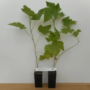Thimbleberry Live Plant – Rubus parviflorus – Potted Native Shrub – 8-14 inches tall - Image 4