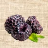 Thornless Black Raspberry Plant – 2 Live Plug Plants | Large Sweet Berries | USDA Zones 5-8 - Image 1