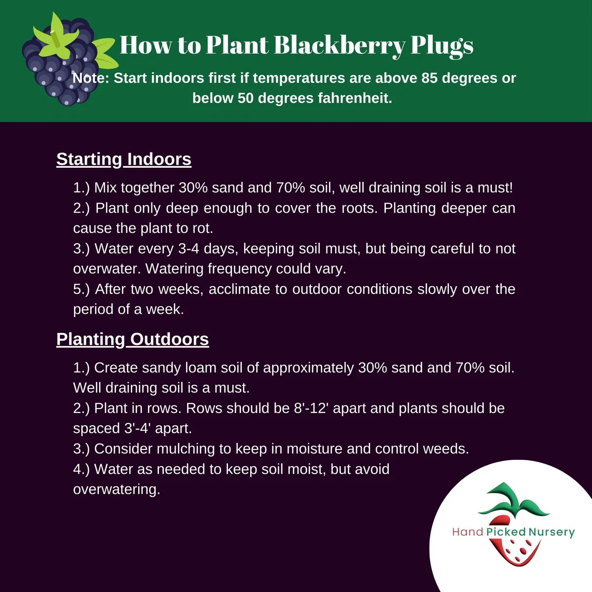 Thornless Black Raspberry Plant – 2 Live Plug Plants | Large Sweet Berries | USDA Zones 5-8 - Image 3