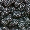 Thornless Blackberry Live Plant - 2 Crops Per Year - Potted Berry Bush - Zones 5-9 - Image 1
