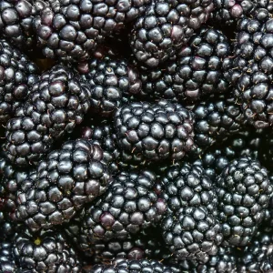 Thornless Blackberry Live Plant - 2 Crops Per Year - Potted Berry Bush - Zones 5-9 - Image 1