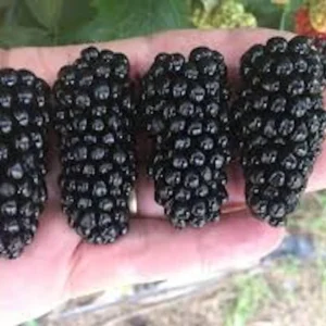 Thornless Blackberry Live Plants - 3 Rubus Starter Plants, High Yield Fruit Bush, Zones 5-9 - Image 2