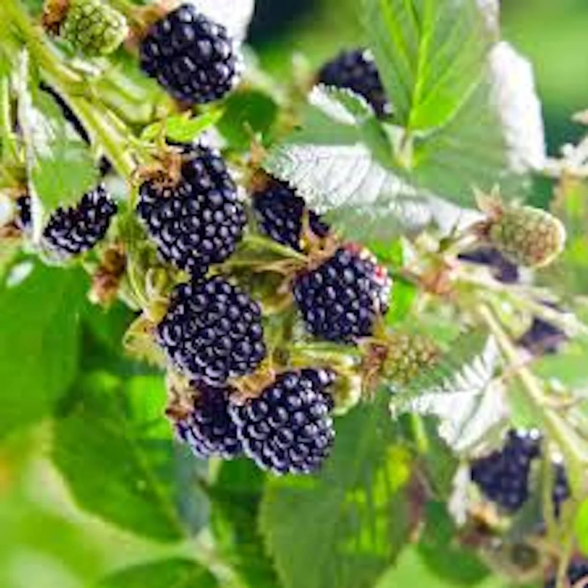 Thornless Blackberry Live Plants - 3 Rubus Starter Plants, High Yield Fruit Bush, Zones 5-9 - Image 4