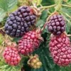 Thornless Boysenberry Plant - Rubus Hybrid Starter - Live Berry Bush - Image 1