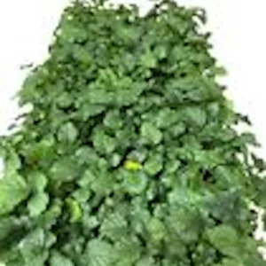 Thornless Boysenberry Plant - Rubus Hybrid Starter - Live Berry Bush - Image 2