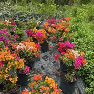 Three-Color Bougainvillea Tree Live Plant – 1-2 ft Tall in 3 Gallon Pot – Outdoor - Image 3