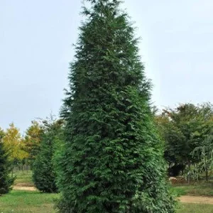 Thuja Green Giant Arborvitae Live Plant – 2.5 inch Pot – Outdoor Evergreen Tree - Image 1
