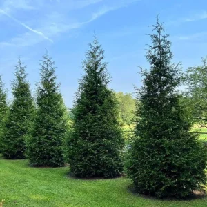 Thuja Green Giant Arborvitae Live Plant - 3 Feet Tall - Gallon Pot - Image 1