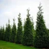 Thuja Green Giant Arborvitae Live Plant – Quart Pot – Evergreen Tree - Image 1