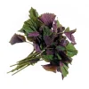 Tia To Shiso Seeds - Heirloom Perilla frutescens Culinary Herb Seeds - Non GMO - Image 1