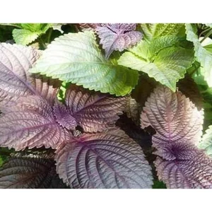 Tia To Shiso Seeds - Heirloom Perilla frutescens Culinary Herb Seeds - Non GMO - Image 2