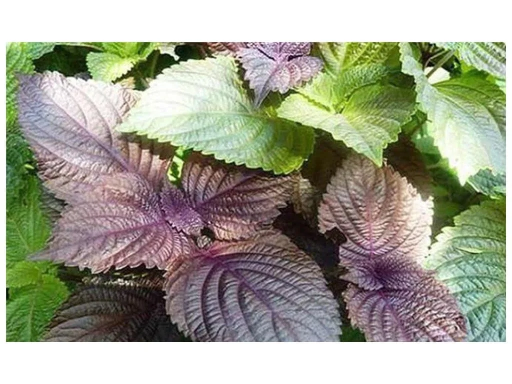 Tia To Shiso Seeds - Heirloom Perilla frutescens Culinary Herb Seeds - Non GMO - Image 2