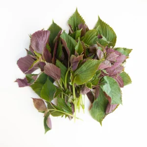 Tia To Shiso Seeds - Heirloom Perilla frutescens Culinary Herb Seeds - Non GMO - Image 3