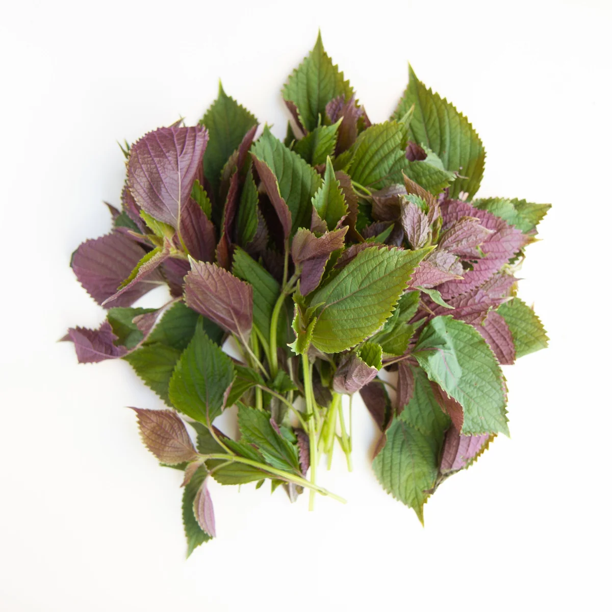 Tia To Shiso Seeds - Heirloom Perilla frutescens Culinary Herb Seeds - Non GMO - Image 3