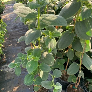 Tibouchina Heteromalla Silverleafed Princess Flower Live Plant 3 Gallon Pot - Image 3