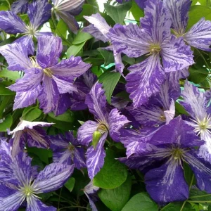 Tie Dye Clematis Live Plant - 6