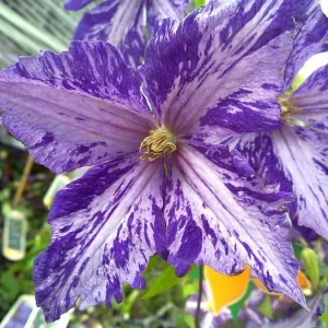 Tie Dye Clematis Live Plant - 6