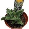 Tiger Jaws Live Plant - Faucaria tigrina Succulent - 3" Pot - Indoor/Outdoor Zones 9-11 - Image 1