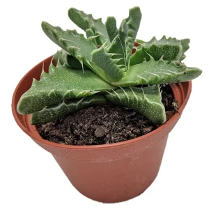 Tiger Jaws Live Plant - Faucaria tigrina Succulent - 3