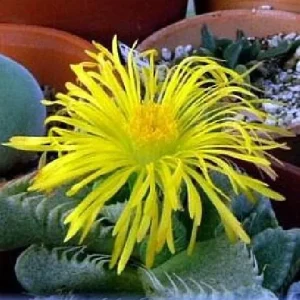 Tiger Jaws Live Plant - Faucaria tigrina Succulent - 3