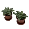 Tiger Jaws Plant - Faucaria tigrina Live Succulent - 2 Pack, 1" Pots with Saucer, Indoor/Outdoor - Image 1