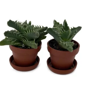 Tiger Jaws Plant - Faucaria tigrina Live Succulent - 2 Pack, 1