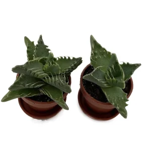 Tiger Jaws Plant - Faucaria tigrina Live Succulent - 2 Pack, 1