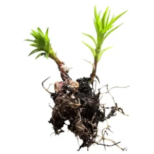 Tiger Lily Live Starter Plant - Double Orange, 2-Pack, 4 Inch Pot, 4-6 Inch Tall - Image 10