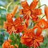 Tiger Lily Live Starter Plant - Double Orange, 2-Pack, 4 Inch Pot, 4-6 Inch Tall - Image 1