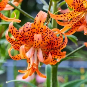 Tiger Lily Live Starter Plant - Double Orange, 2-Pack, 4 Inch Pot, 4-6 Inch Tall - Image 2
