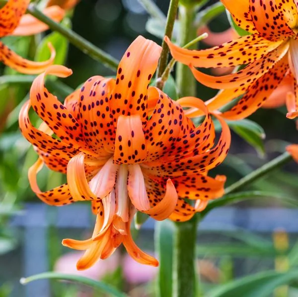 Tiger Lily Live Starter Plant - Double Orange, 2-Pack, 4 Inch Pot, 4-6 Inch Tall - Image 2