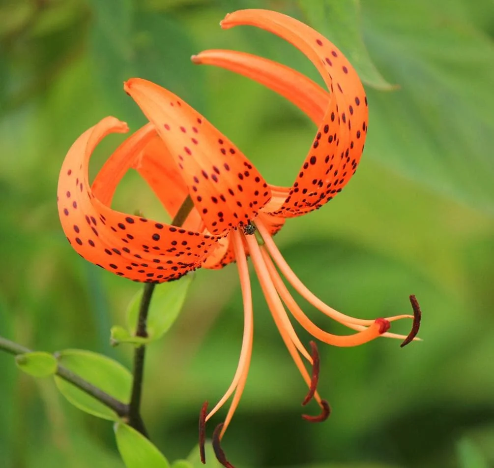 Tiger Lily Live Starter Plant - Double Orange, 2-Pack, 4 Inch Pot, 4-6 Inch Tall - Image 3
