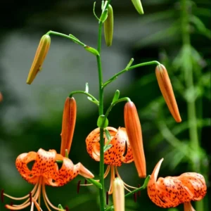 Tiger Lily Live Starter Plant - Double Orange, 2-Pack, 4 Inch Pot, 4-6 Inch Tall - Image 4