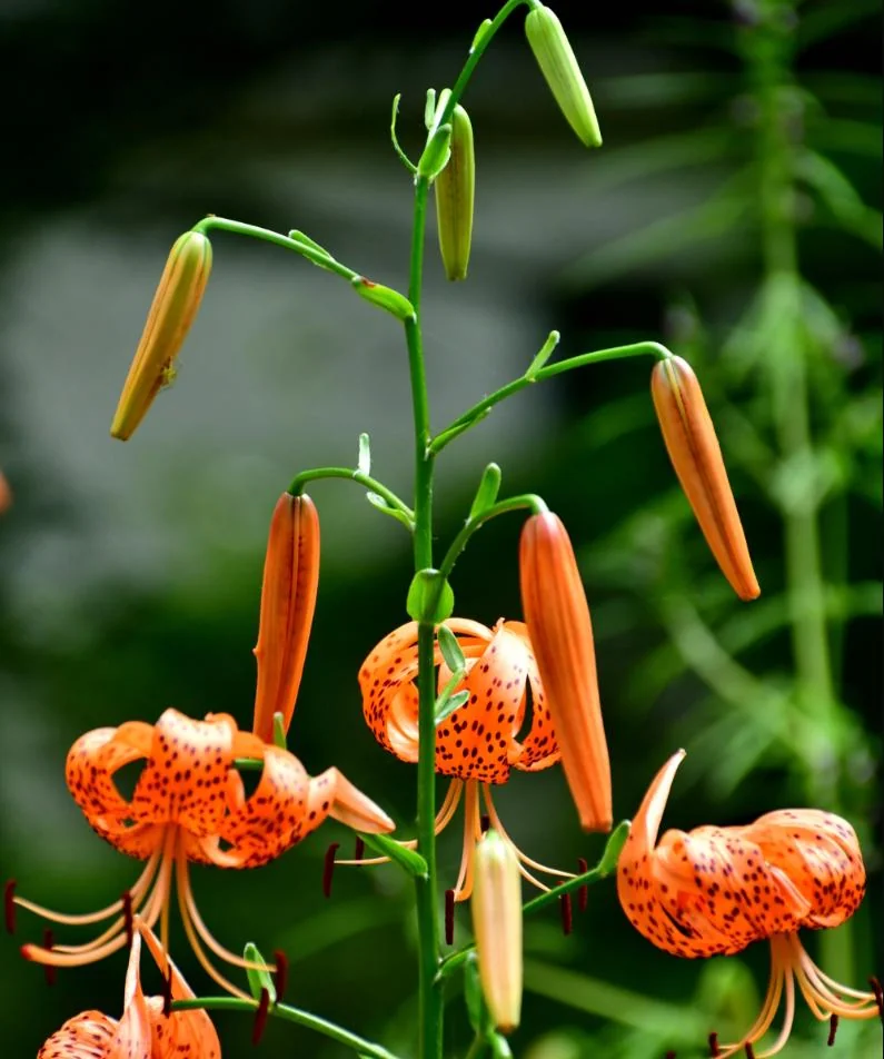 Tiger Lily Live Starter Plant - Double Orange, 2-Pack, 4 Inch Pot, 4-6 Inch Tall - Image 4