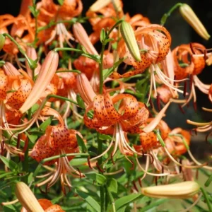 Tiger Lily Live Starter Plant - Double Orange, 2-Pack, 4 Inch Pot, 4-6 Inch Tall - Image 5