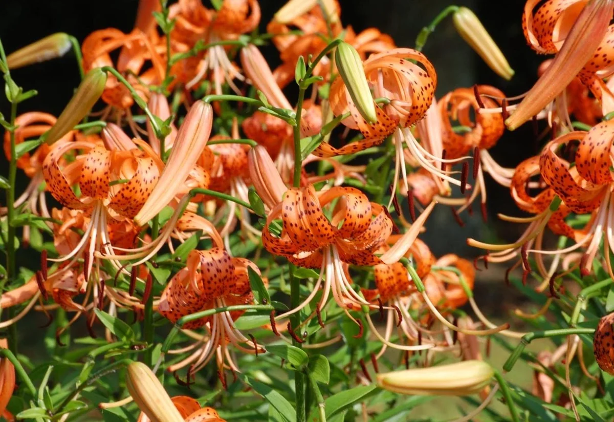 Tiger Lily Live Starter Plant - Double Orange, 2-Pack, 4 Inch Pot, 4-6 Inch Tall - Image 5