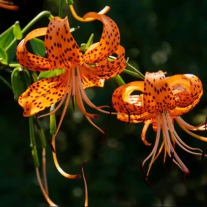 Tiger Lily Live Starter Plant - Double Orange, 2-Pack, 4 Inch Pot, 4-6 Inch Tall - Image 6