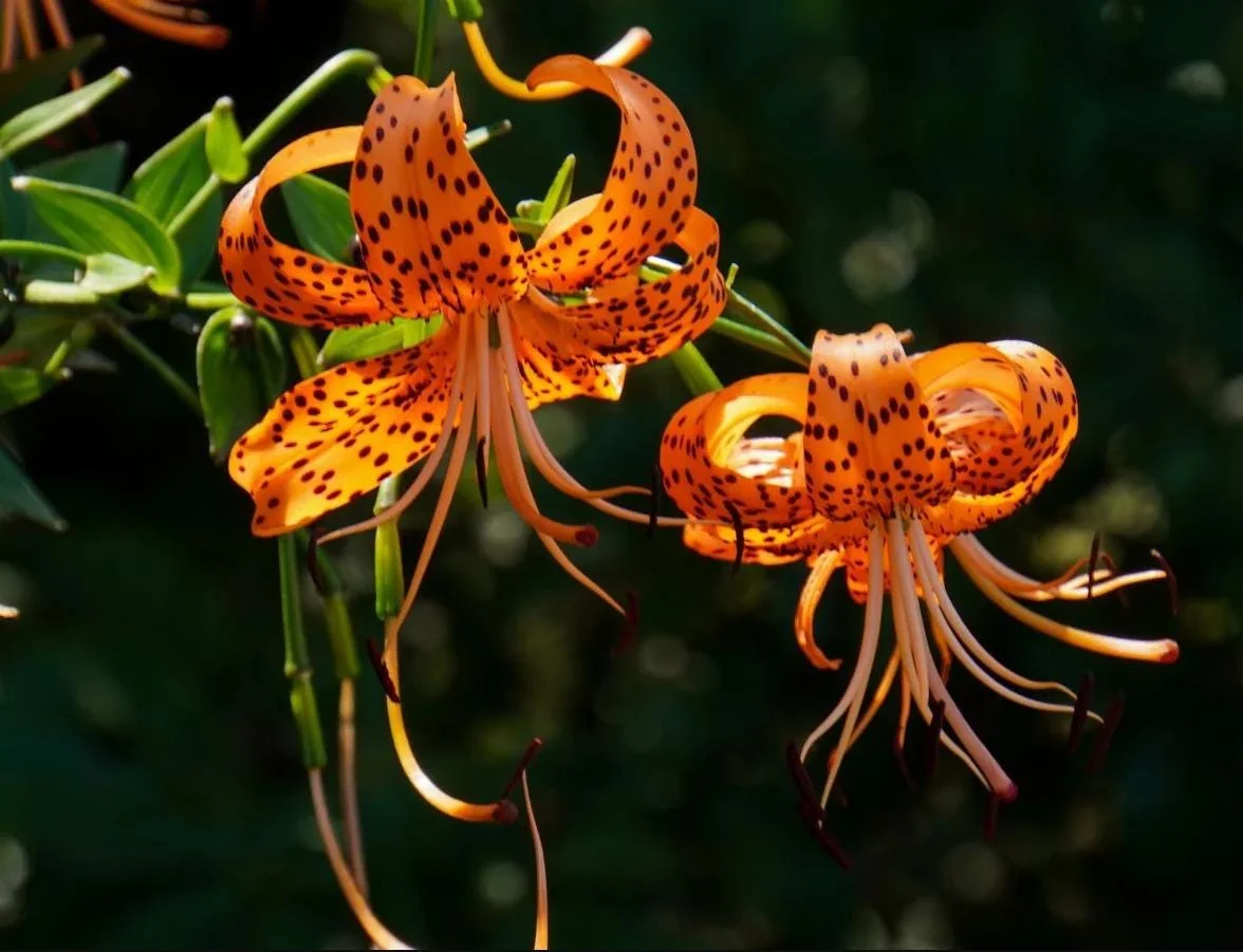 Tiger Lily Live Starter Plant - Double Orange, 2-Pack, 4 Inch Pot, 4-6 Inch Tall - Image 6