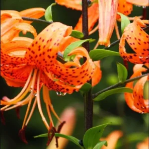 Tiger Lily Live Starter Plant - Double Orange, 2-Pack, 4 Inch Pot, 4-6 Inch Tall - Image 7