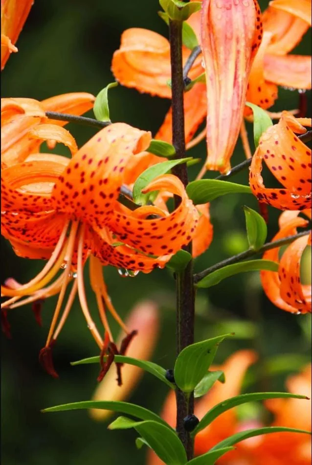 Tiger Lily Live Starter Plant - Double Orange, 2-Pack, 4 Inch Pot, 4-6 Inch Tall - Image 7