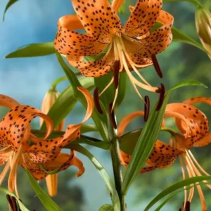 Tiger Lily Live Starter Plant - Double Orange, 2-Pack, 4 Inch Pot, 4-6 Inch Tall - Image 8