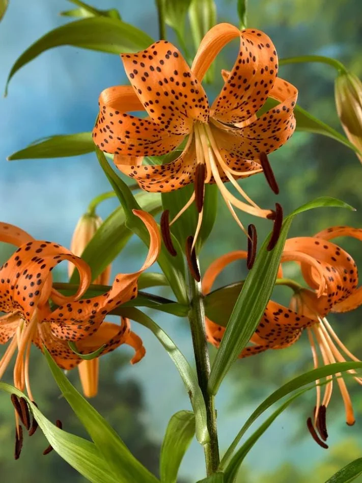 Tiger Lily Live Starter Plant - Double Orange, 2-Pack, 4 Inch Pot, 4-6 Inch Tall - Image 8