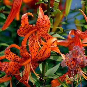 Tiger Lily Live Starter Plant - Double Orange, 2-Pack, 4 Inch Pot, 4-6 Inch Tall - Image 9