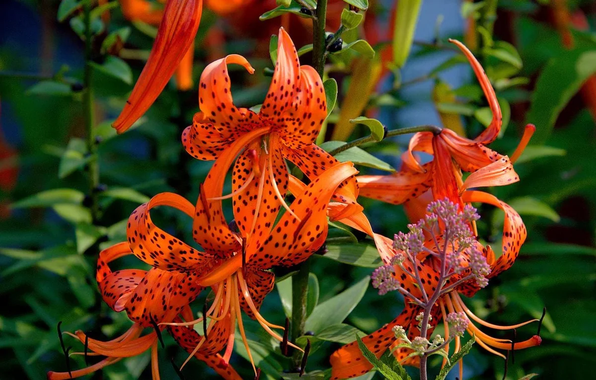 Tiger Lily Live Starter Plant - Double Orange, 2-Pack, 4 Inch Pot, 4-6 Inch Tall - Image 9