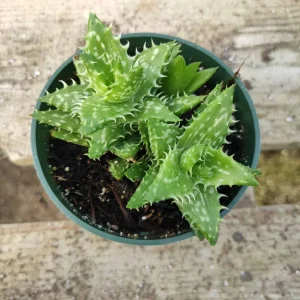 Tiger Tooth Aloe Succulent Plant - Live Aloe Juvenna - Image 3