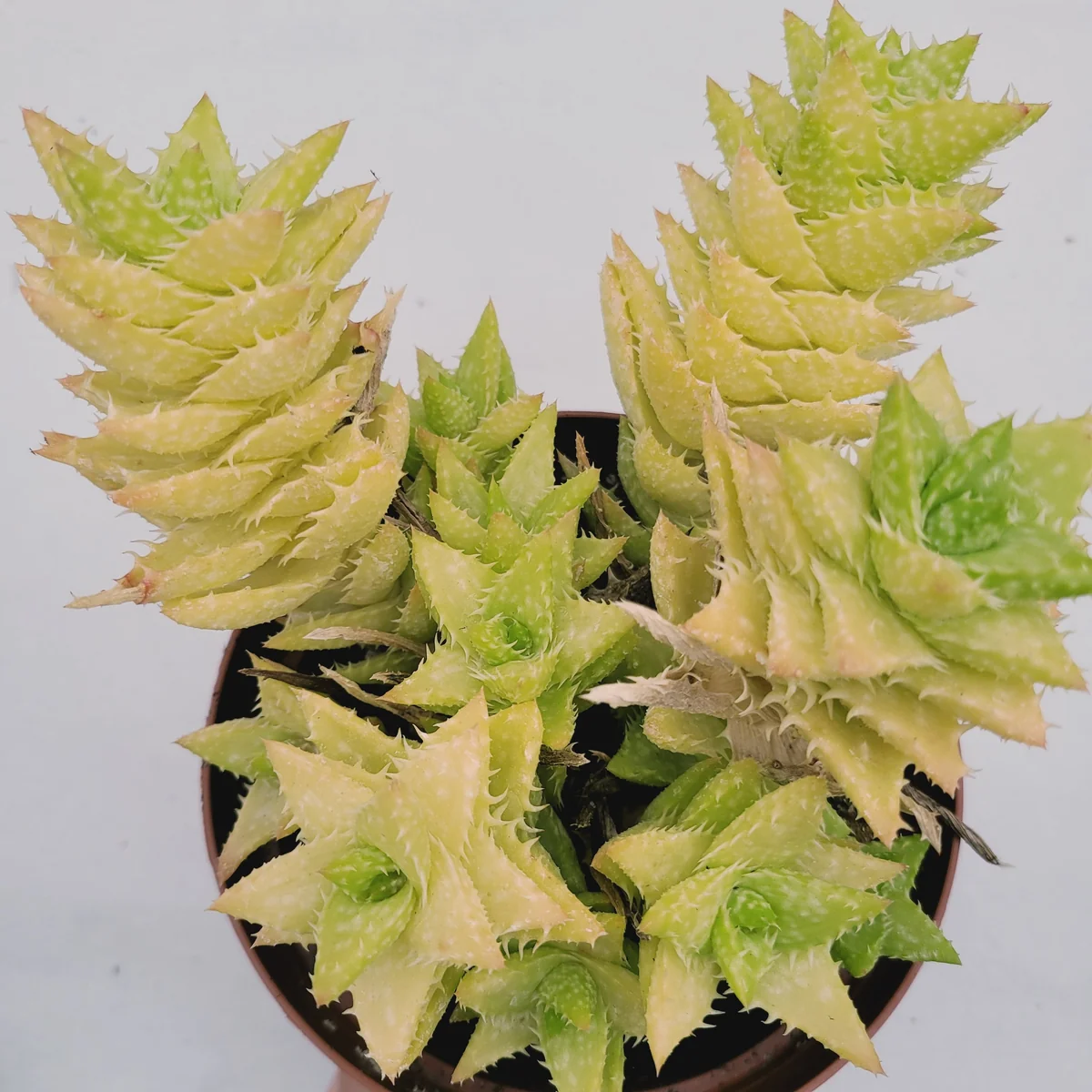 Tiger Tooth Aloe Succulent Plant - Live Aloe Juvenna - Image 5